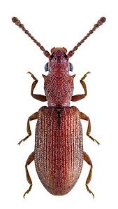 Attēlu rezultāti vaicājumam “Dienerella elongata”