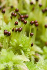Attēlu rezultāti vaicājumam “Sphagnum angustifolium sporophyte”