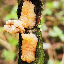 Attēlu rezultāti vaicājumam “Tremella encephala”