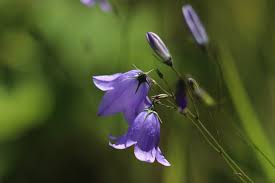 Attēlu rezultāti vaicājumam “Campanula rotundifolia”
