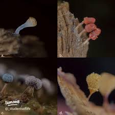 Attēlu rezultāti vaicājumam “Hemitrichia calyculata stalked”