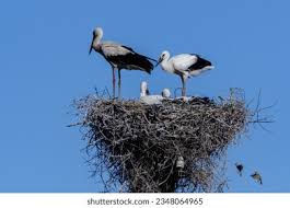 Attēlu rezultāti vaicājumam “Ciconia ciconia nest”