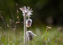 Attēlu rezultāti vaicājumam “Pulsatilla pratensis flower”