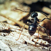 Attēlu rezultāti vaicājumam “Lasius fuliginosus”