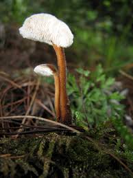 Attēlu rezultāti vaicājumam “Auriscalpium vulgare”