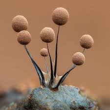 Attēlu rezultāti vaicājumam “Comatricha nigra”