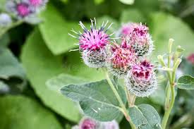 Attēlu rezultāti vaicājumam “Arctium tomentosum flower”