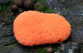 Attēlu rezultāti vaicājumam “Tubifera ferruginosa (subsp. ferruginosa) macro”