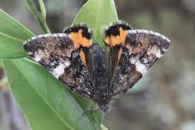 Attēlu rezultāti vaicājumam “Archiearis parthenias”