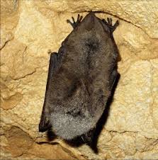 Attēlu rezultāti vaicājumam “Myotis dasycneme”