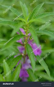 Attēlu rezultāti vaicājumam “Galeopsis bifida flower”