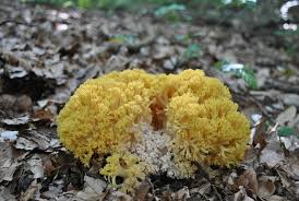 Attēlu rezultāti vaicājumam “Ramaria flava”