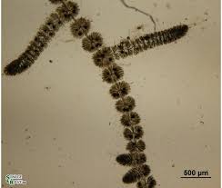 Attēlu rezultāti vaicājumam “Batrachospermum moniliforme”