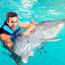 Image result for Adventure Dolphin