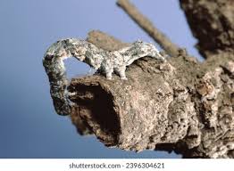 Attēlu rezultāti vaicājumam “Mamestra brassicae pupa”