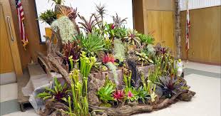 Attēlu rezultāti vaicājumam “Collaria rubens stalked”