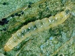 Attēlu rezultāti vaicājumam “Gracillaria syringella larva”