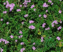 Attēlu rezultāti vaicājumam “Erodium cicutarium”