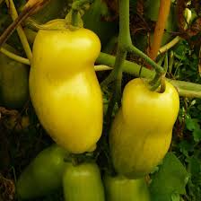 Afbeeldingsresultaat voor banana legs tomato