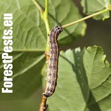 Attēlu rezultāti vaicājumam “Orthosia sp. larva”