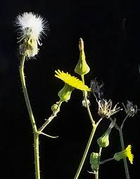 Attēlu rezultāti vaicājumam “Sonchus oleraceus bud”