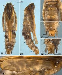 Attēlu rezultāti vaicājumam “Ptychoptera sp.”