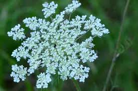 Attēlu rezultāti vaicājumam “Selinum carvifolia fruit”