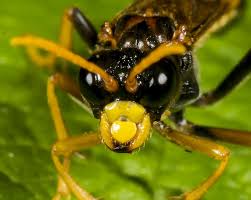 Attēlu rezultāti vaicājumam “Tenthredo campestris”