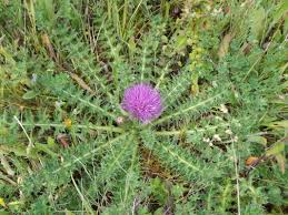 Attēlu rezultāti vaicājumam “Cirsium acaule”