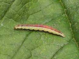 Attēlu rezultāti vaicājumam “Ypsolopha dentella”