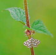 Attēlu rezultāti vaicājumam “Nymphula nitidulata”