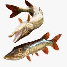 Image result for Esox masquinongy
