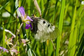 Attēlu rezultāti vaicājumam “Parnassius mnemosyne underside”