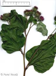 Attēlu rezultāti vaicājumam “Arctium lappa”