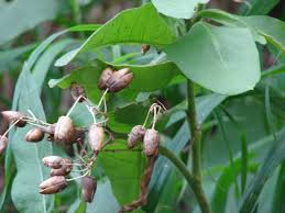 Attēlu rezultāti vaicājumam “Nicotiana tabacum fruit”
