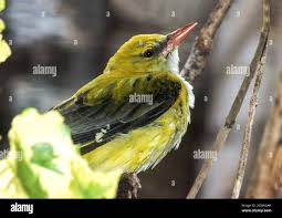 Attēlu rezultāti vaicājumam “Oriolus oriolus female”