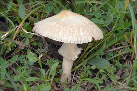 Attēlu rezultāti vaicājumam “Lepiota clypeolaria”