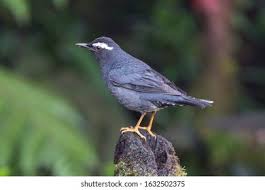 Image result for Zoothera sibirica