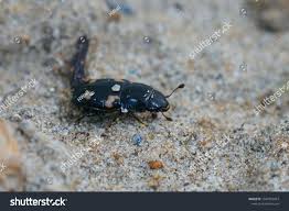 Attēlu rezultāti vaicājumam “Glischrochilus quadripunctatus”