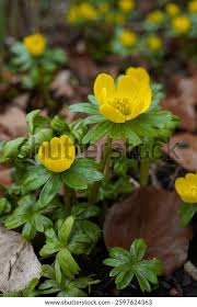 Attēlu rezultāti vaicājumam “Eranthis hyemalis”