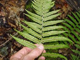 Attēlu rezultāti vaicājumam “Dryopteris”