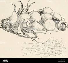 Attēlu rezultāti vaicājumam “Diderma simplex”