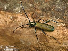 Attēlu rezultāti vaicājumam “Aromia moschata”