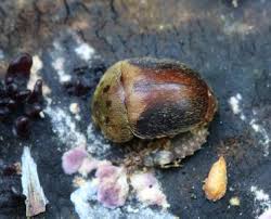 Attēlu rezultāti vaicājumam “Cychramus variegatus”