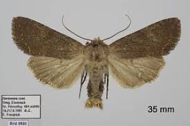 Attēlu rezultāti vaicājumam “Lacanobia suasa”