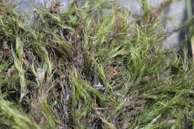 Attēlu rezultāti vaicājumam “Ditrichum flexicaule”