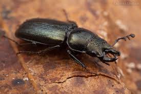 Attēlu rezultāti vaicājumam “Platycerus caraboides”