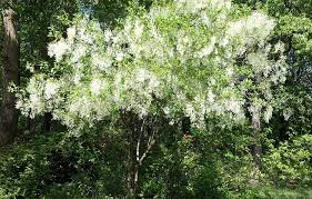 Attēlu rezultāti vaicājumam “Chionanthus virginicus”