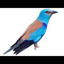 Attēlu rezultāti vaicājumam “Coracias garrulus”