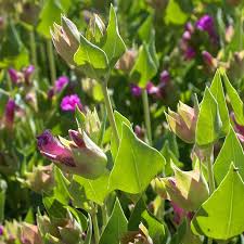 Attēlu rezultāti vaicājumam “Viola mirabilis flower”